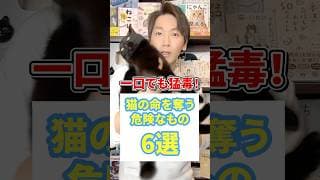 一口でも猛毒！猫の命を奪う危険なもの６ #猫 #猫好き #ねこ