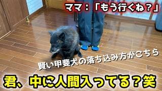 賢い甲斐犬の落ち込み方がかわいすぎる笑「ママ、もう行くね？」と言われてこうなりました