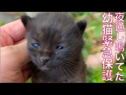 夜通し鳴いてた幼猫、間一髪の保護！　The new rescued kitties