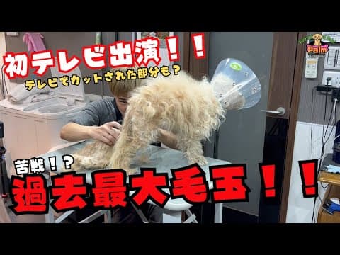 【テレビ出演】６年間トリミングできなかったポメプーの噛み犬トリミング！！