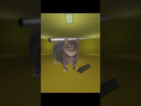 OIIA CAT Metal Pipe 🐈️ #shorts
