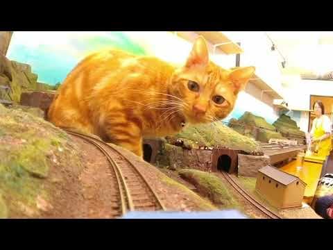 Memories of many cats at a memorable place. Long story