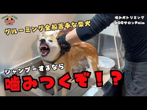 グルーミング大嫌いな柴犬の噛み犬トリミング！！