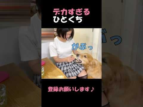 デカすぎるひとくちで姉の手ごと丸のみしそうな大型犬クッキー#goldenretriever #dog #箱入りクッキーはゴールデンレトリバー
