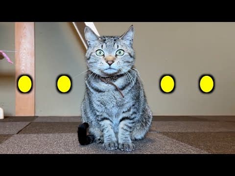 "巨大遊具"設置したら使い方が分からず困惑してしまう元野良猫・・・