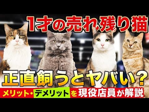 【売れ残りの猫を飼うのはアリ!?】元ペットショップ店員が裏事情をご紹介します！ #ペットショップ #ブリーダー #猫 #飼う