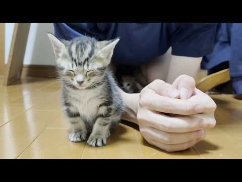 保護された迷い子猫にも懐かれる息子