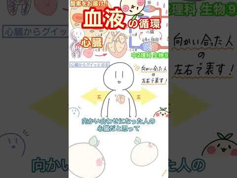 血液、ぐるぐる循環中。　#ぽにょん中学理科あにめ