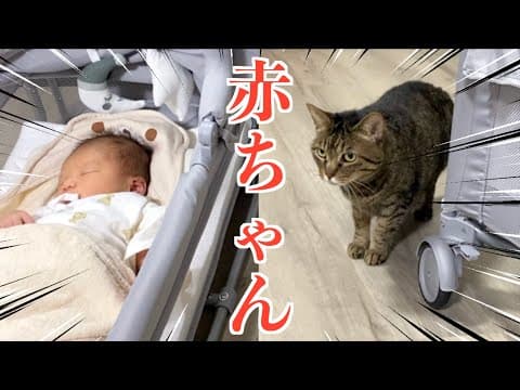 猫が初めて赤ちゃんを見たときの反応…