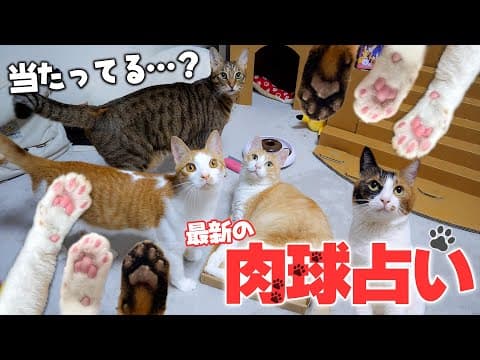 【怖い】最新の猫の“肉球占い”が当たりすぎて、鳥肌が止まらなくなりました…。【ティガー・ロビン・ベル編】
