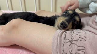 犬の寝息？鼻息？が可愛い ミニチュアダックスフンドろろ