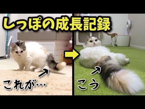 生後2ヶ月から今までの猫のしっぽの成長記録【プレミア配信】【関西弁でしゃべる猫】【猫アテレコ】