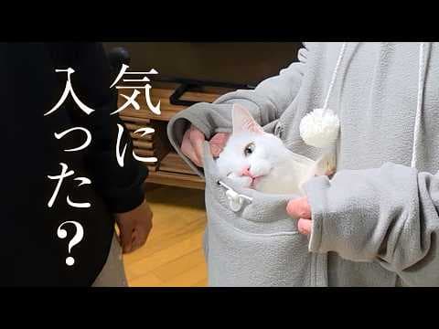 超甘えん坊な白猫を、ニャンガルーパーカーで抱っこしてみた。
