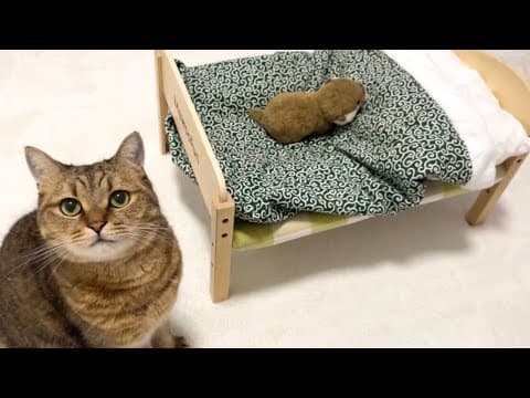 自分の寝床がぬいぐるみに占領されていた時の猫の反応がおもしろ過ぎたｗｗ