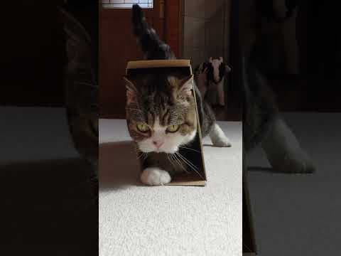 実は全身超スリムなねこ。 #Shorts