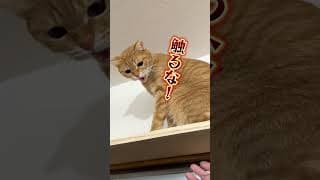 チャイさんの暮らし87。#保護猫