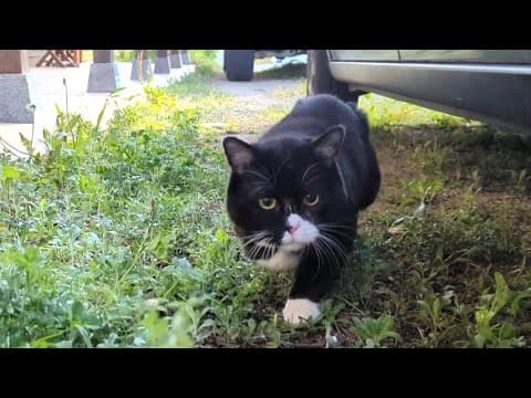 飼い主を襲う猫