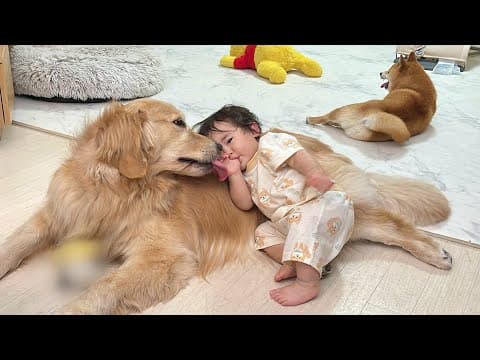 独自のスタイルの甘えん坊を全力で可愛がるゴールデンレトリバー