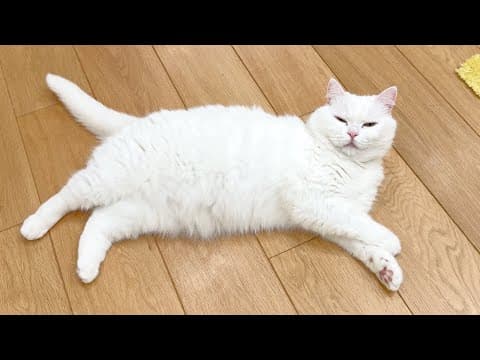 妹猫のごはんを食べつくしたのに…反省の色が全くない猫！