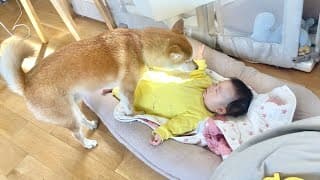 赤ちゃんがギャン泣きしてると柴犬兄さんがそばに来てくれた