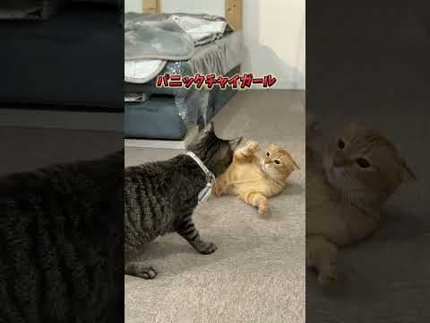 チャイさんの暮らし104。#保護猫