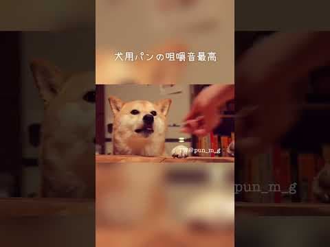 犬の咀嚼音が最高すぎる #shibainu #dog