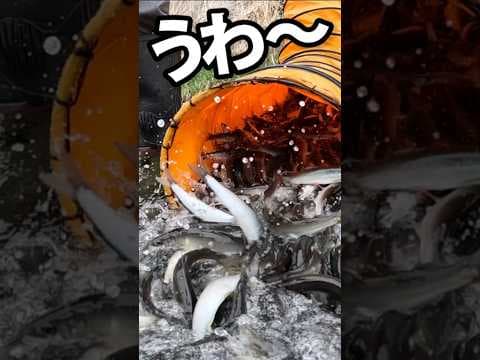 桂川支流"笹子川"鮎100万匹放流2025.4.23【桂川漁協大月支部】#鮎 #釣り #放流