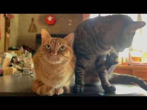 大好きな空にじわじわ詰めよる月　The Silent Struggle for Grooming