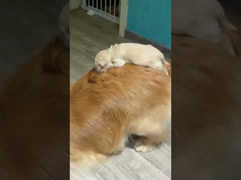 Golden Retriever Take Care The Puppies #shorts #dogs