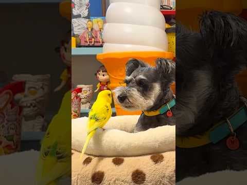 鳥から猛烈アピールされる犬の表情をお楽しみください。