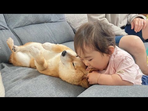 0歳児に食べられてもされるがままの豆柴が優しすぎました...