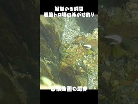 鮎掛かる瞬間　岩盤トロ場の泳がせ釣り #shorts