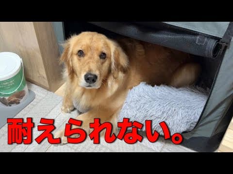【緊急避難】近隣トラブルで家を出ることになりました...【ゴールデンレトリバー•ボーダーコリー】