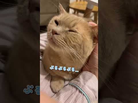 【悶絶】膝の上でおしゃべりが止まらない甘えん坊なネコちゃんがあざとすぎる。