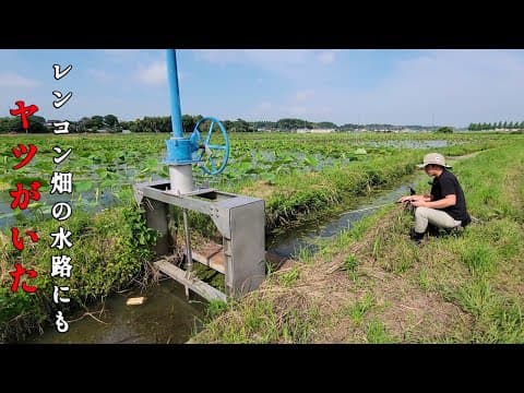 田舎の誰も釣りをしないレンコン畑の水路で釣りをしたら…そこには極小の世界が広がっていた！