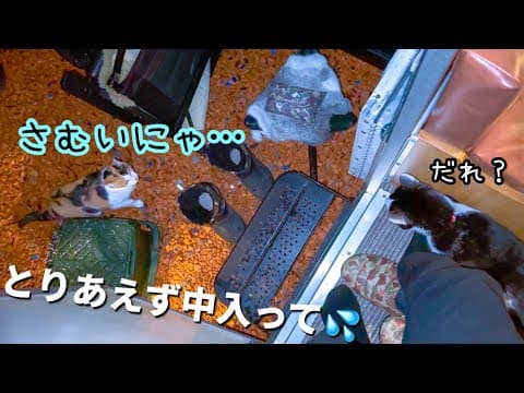 雪降る寒い夜にやって来た猫… キャンプ中の思わぬ訪問者で寝れませんでした…