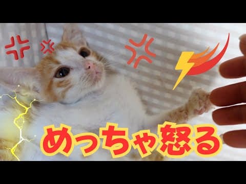 保護したボロボロの子猫に噛みつかれました　心を開かない(涙　どこにそんな体力が・・