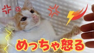 保護したボロボロの子猫に噛みつかれました　心を開かない(涙　どこにそんな体力が・・