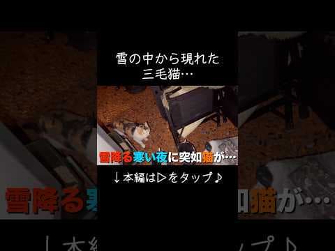 雪降る寒い夜にやって来た猫…
