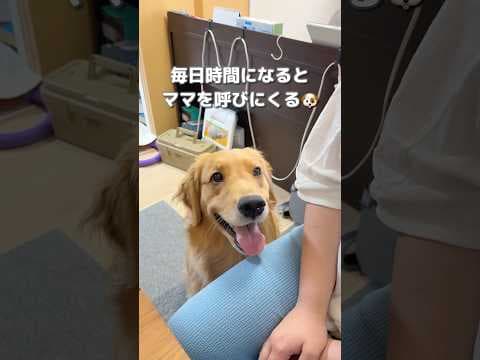 時間になるとママを呼びにくる犬が可愛すぎる...【ゴールデンレトリバー】#shorts
