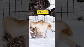 お庭に雪が積もったら…柴犬とハスキーの反応が面白すぎた#柴犬#シベリアンハスキー #shorts #youtubeshorts #shortvideo #雪