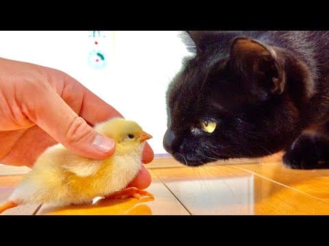 黒猫もヒヨコの事が気になるようです