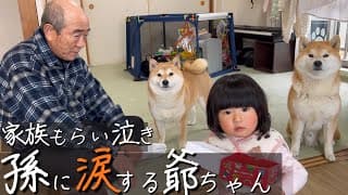 孫に会うと必ず泣かれた爺ちゃん。柴犬が見守る中、長かった1年に涙