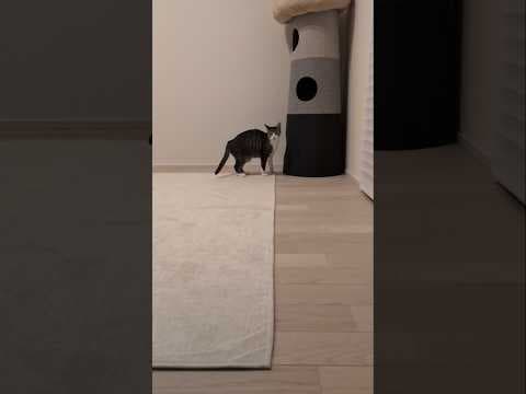 やって来た猫😺 - A cat coming - #shorts #cat