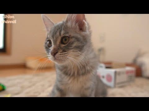 子猫を育てる中で一番心苦しい瞬間…