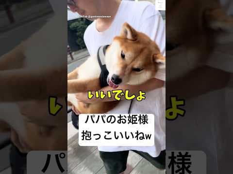 散歩中‼️お姫様抱っこしてもらって幸せそうな柴犬💕　#柴犬　#犬　#かわいい犬 #犬のいる暮らし #癒し