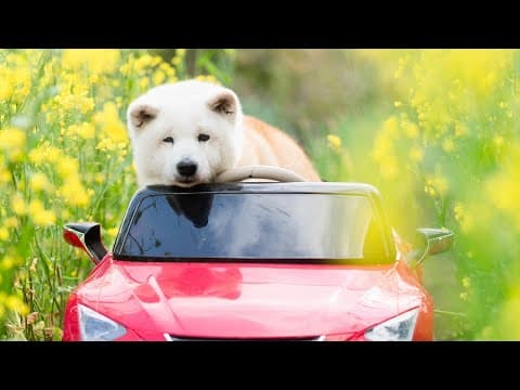 生涯忘れることがない日、大好きな愛犬や愛してくれる人との大切な日になりました。