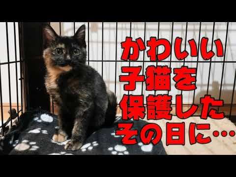 保護されたその日にとんとん拍子で幸せの階段をかけあがってしまったかわいい子猫の話