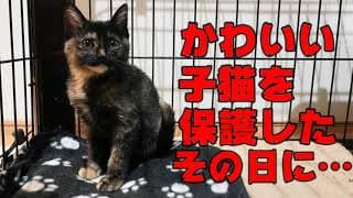 保護されたその日にとんとん拍子で幸せの階段をかけあがってしまったかわいい子猫の話