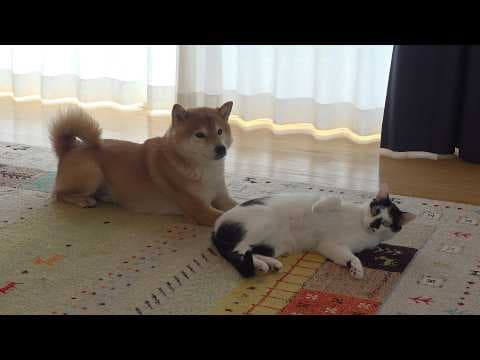 我慢できない！猫は大好きな柴犬に可愛すぎるお願いを始めました。
